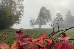 Blick über rote Blätter in den herbstlichen Nebel